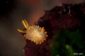 Crimora&nbsp;papillata