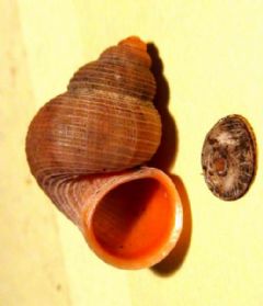 Pomatiasidae
