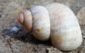Pomatias&nbsp;elegans