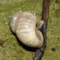 Pomatias&nbsp;elegans