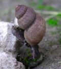 Pomatias&nbsp;elegans