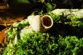 Pomatias&nbsp;elegans