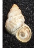 Pomatias&nbsp;sulcatus panormitanum