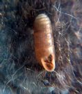 Argna&nbsp;biplicata biplicata