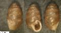 Lauria&nbsp;cylindracea