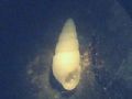 Chrysallida&nbsp;dentata