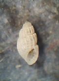 Chrysallida&nbsp;micronana