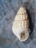 Chrysallida&nbsp;pellucida