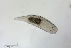 Dalyelliidae