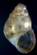 Setia&nbsp;maculata