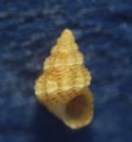 Alvania&nbsp;aspera