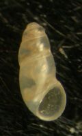 Botryphallus&nbsp;epidauricus