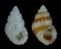 Alvania&nbsp;subcrenulata