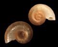 Skeneopsis&nbsp;planorbis
