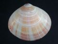 Tellina&nbsp;balaustrina