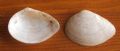Gastrana&nbsp;fragilis