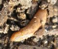 Testacella&nbsp;scutulum
