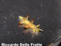 Tritoniopsis&nbsp;cincta