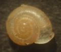 Vallonia&nbsp;pulchella