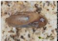 Oxychilus&nbsp;oppressus