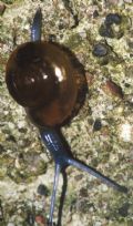 Oxychilus&nbsp;cf. draparnaudi