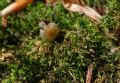 Vitrea&nbsp;cf.etrusca