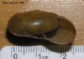Oxychilus&nbsp;fuscosus