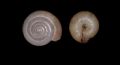Oxychilus(Hyalocornea)&nbsp;egadiensis