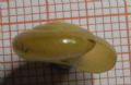 Oxychilus(Morlina)&nbsp;glaber glaber