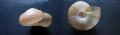Retinella&nbsp;olivetorum olivetorum