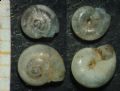 Nesovitrea&nbsp;petronella