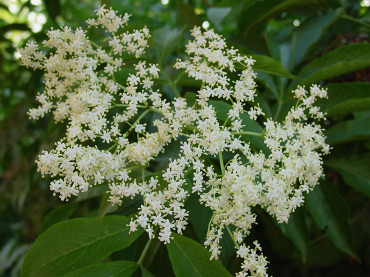 fiori di sambuco