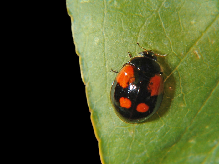 Variabilit di Adalia bipunctata (Lady bug)