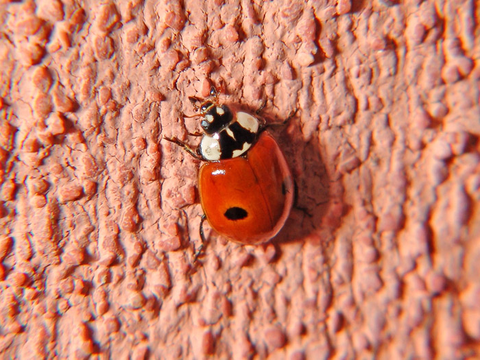 Variabilit di Adalia bipunctata (Lady bug)