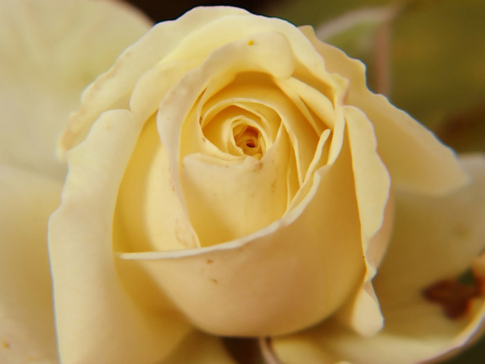 Una rosa del mio giardino.