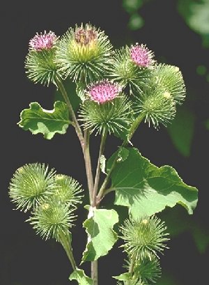 Arctium lappa / Bardana maggiore