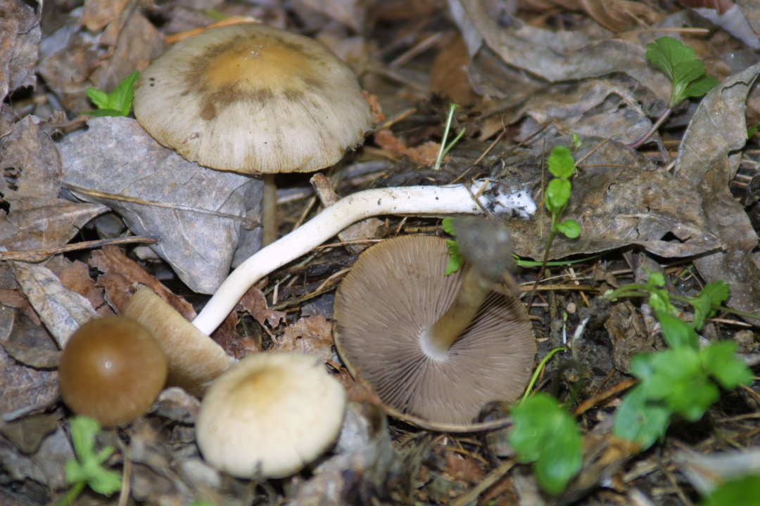 Psathyrella subatrata