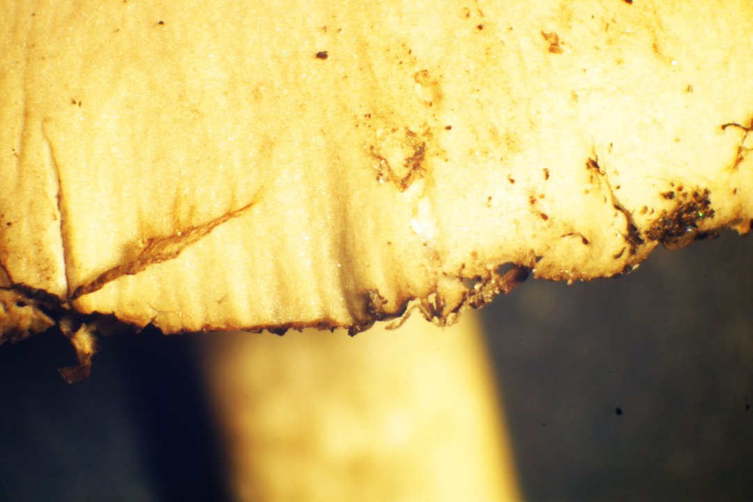 Psathyrella subatrata