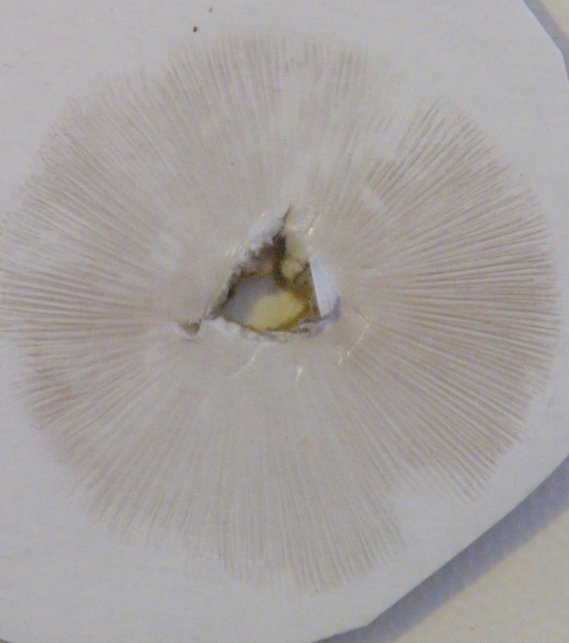 Psathyrella subatrata