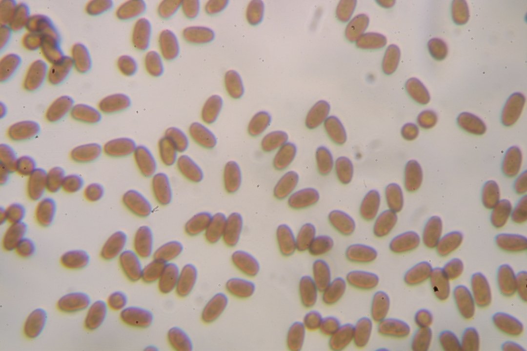 Psathyrella subatrata