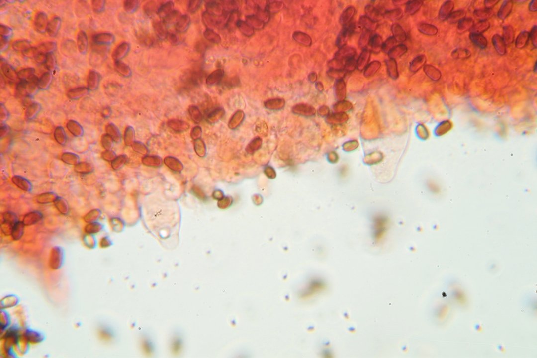 Psathyrella subatrata