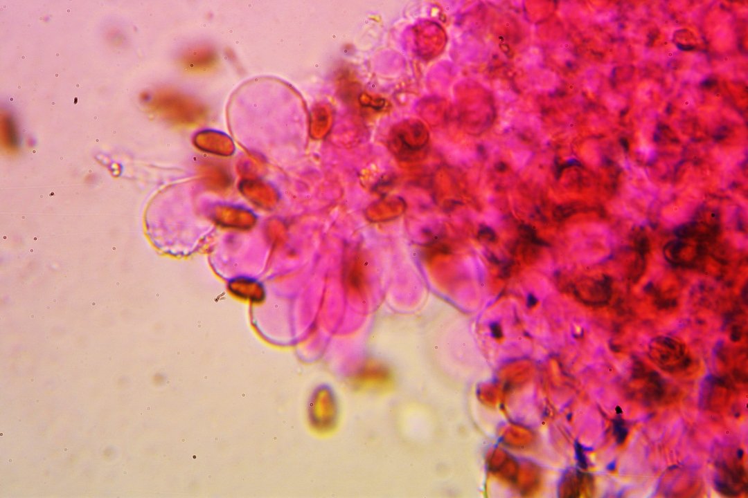 Psathyrella subatrata