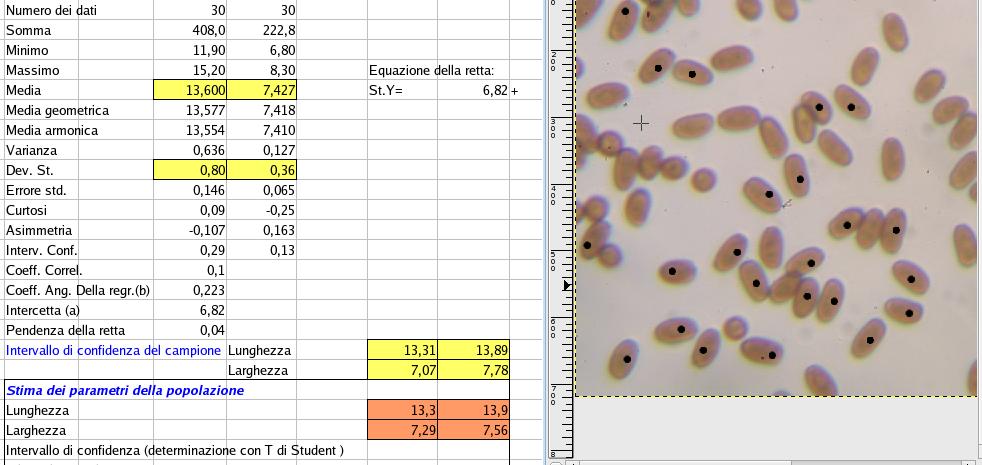 Psathyrella subatrata