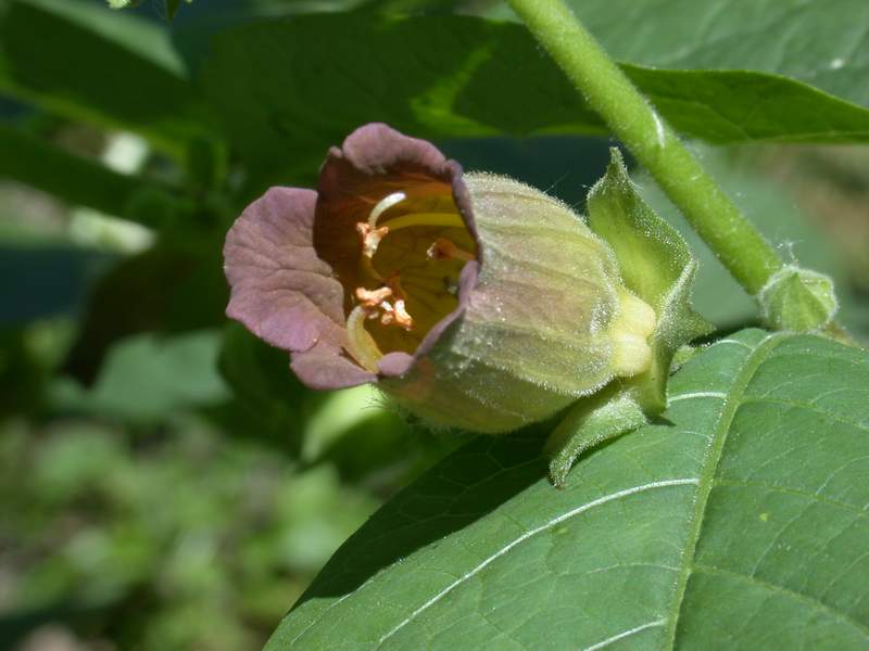 Atropa bella-donna / Belladonna