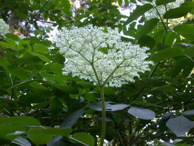 Sambucus nigra / Sambuco