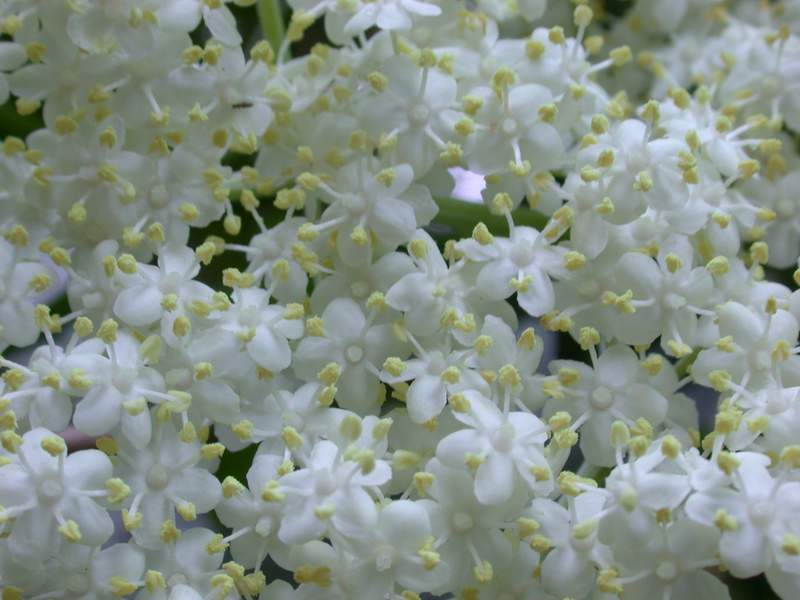 Sambucus nigra / Sambuco