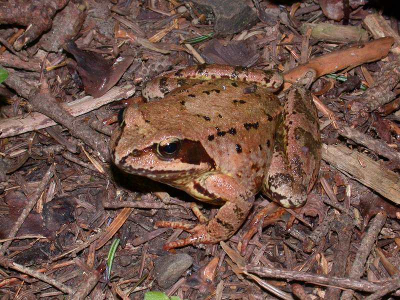 Rana dalmatina