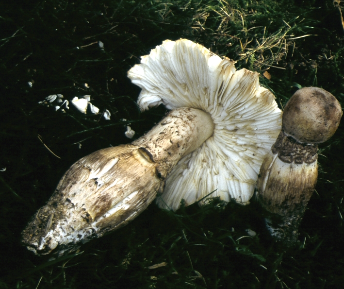 Leucoagaricus