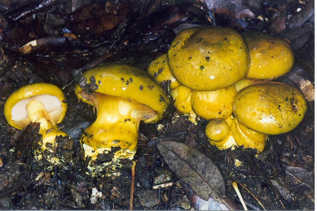 Cortinari nebrodensi (gruppo 3�)