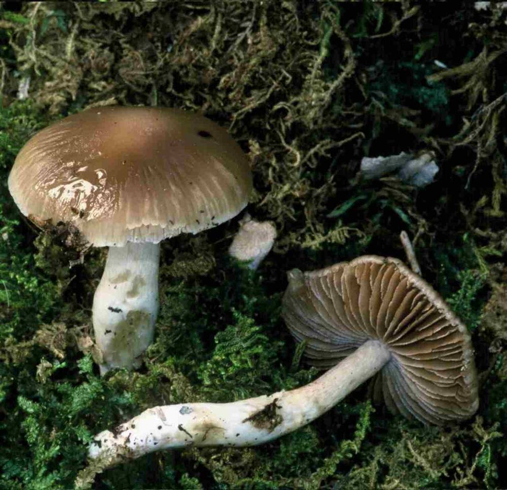 Cortinarius livido-ochraceus v C. elatior